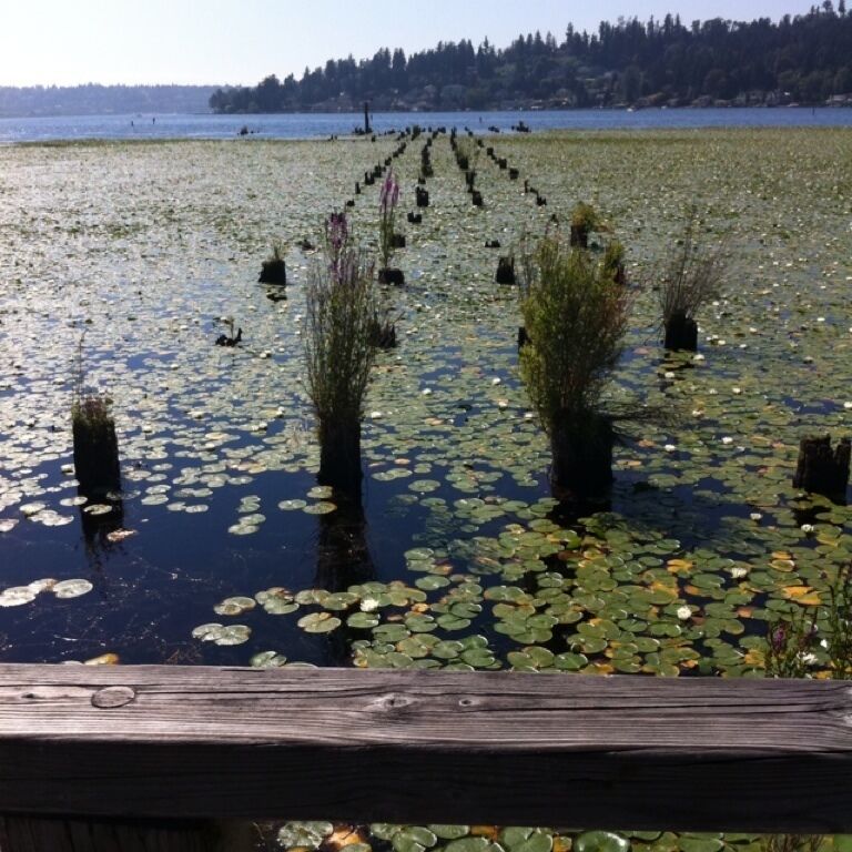 View of what's left of the old docks in Juanita Bay. 