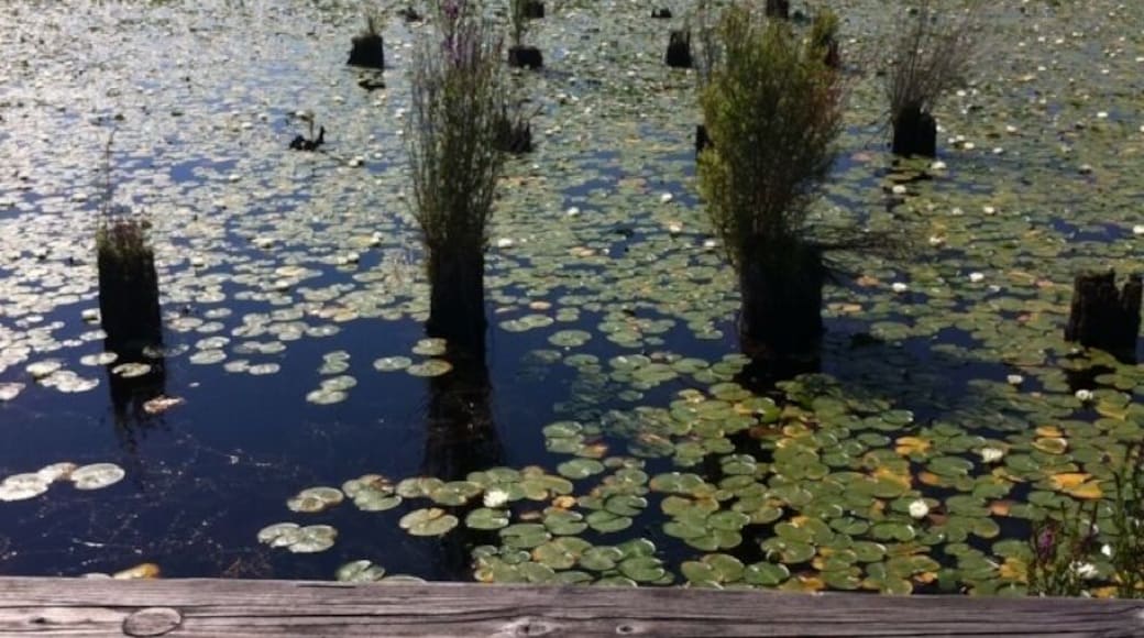 View of what's left of the old docks in Juanita Bay.