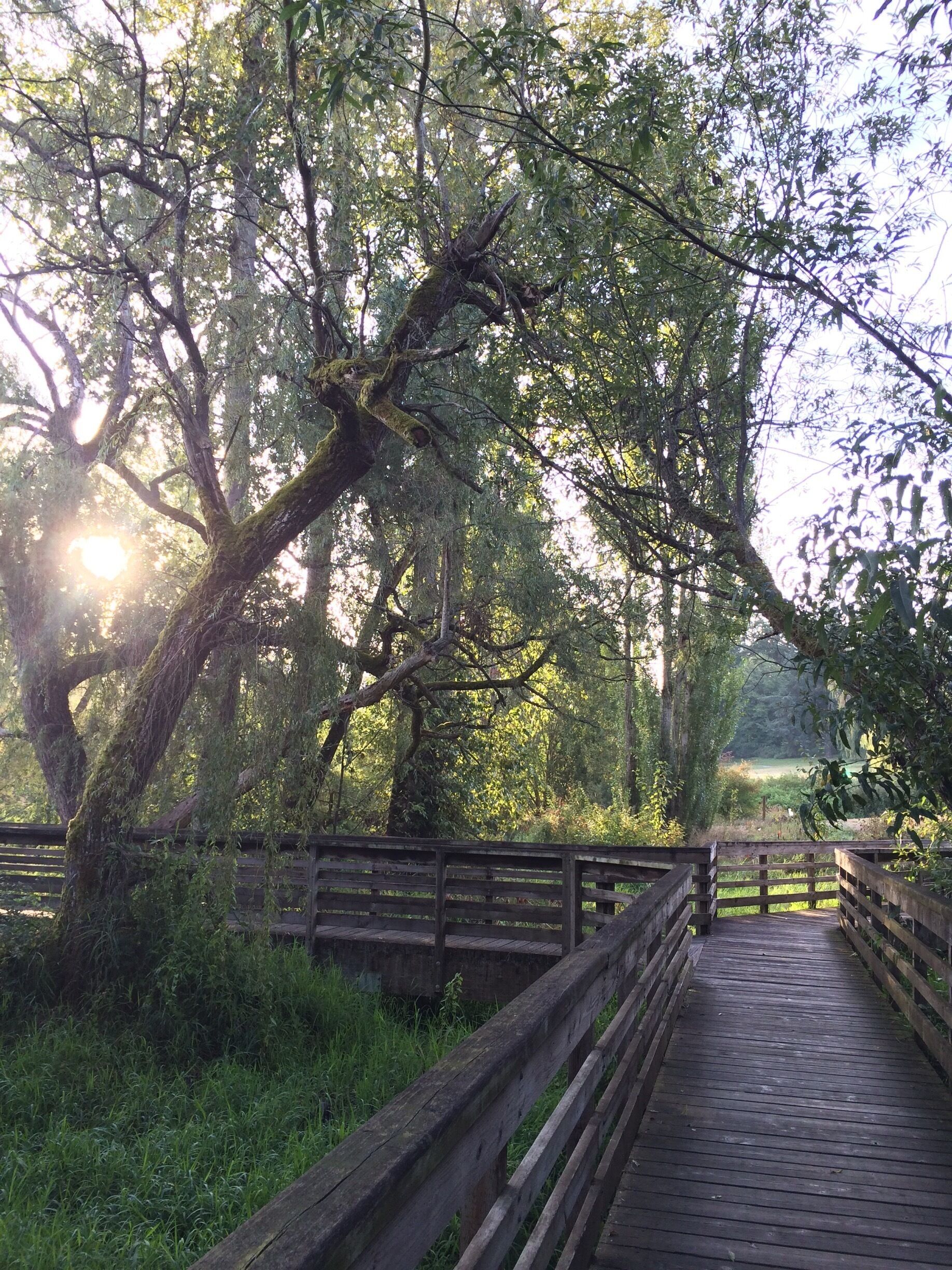 Peaceful sunrise on the boardwalk. Keep your eyes peeled for ducks, heron, turtles (and the occasional raccoon appearance!)