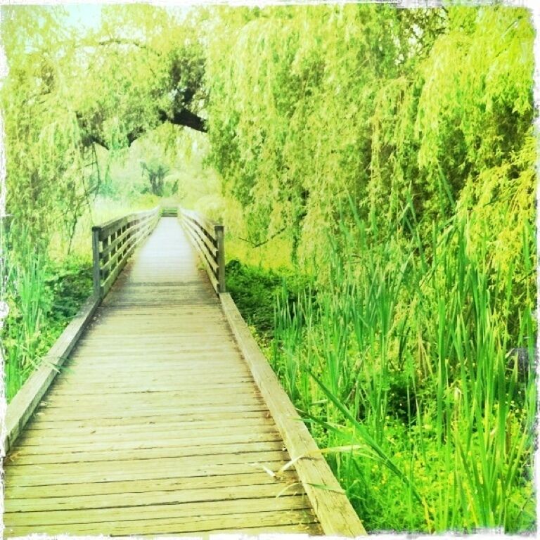 Meander down Juanita Bay Park's boardwalks to discover amazing wildlife and views of Lake Washington