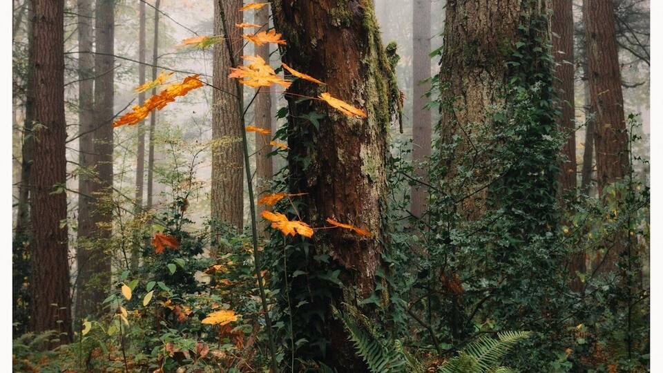 Nice misty morning in the #pacificnorthwest
#greatoutdoors #pnw #fall #hiking