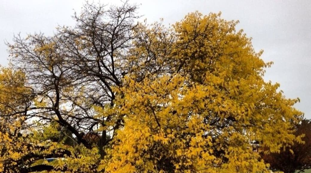 Pretty sure the best time to walk through this downtown Kirkland park is... October.