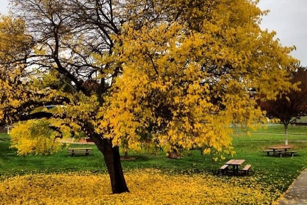 Pretty sure the best time to walk through this downtown Kirkland park is... October.