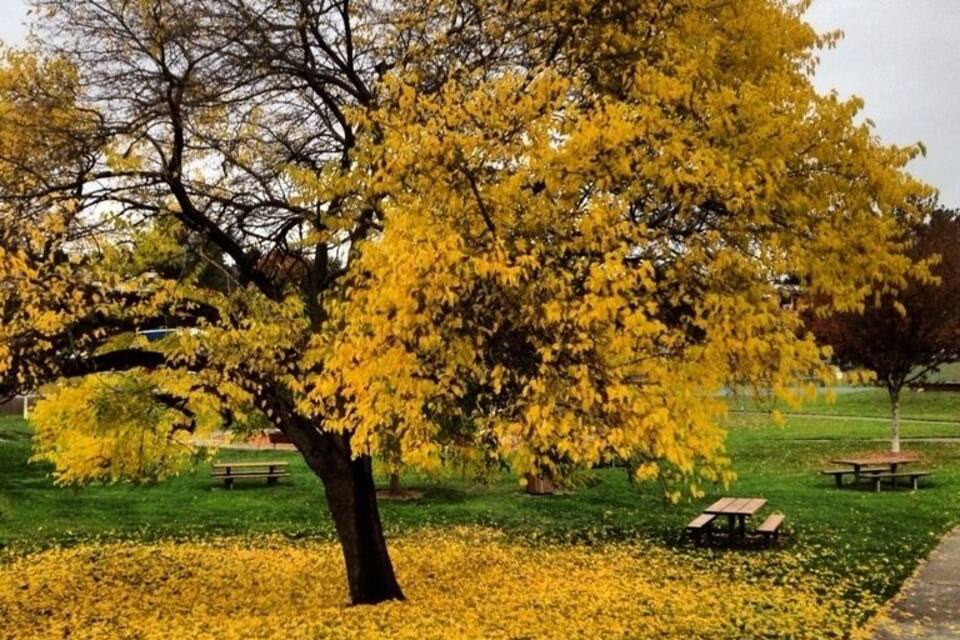 A park with a large tree covered in yellow leaves, a grassy area, and a paved path.