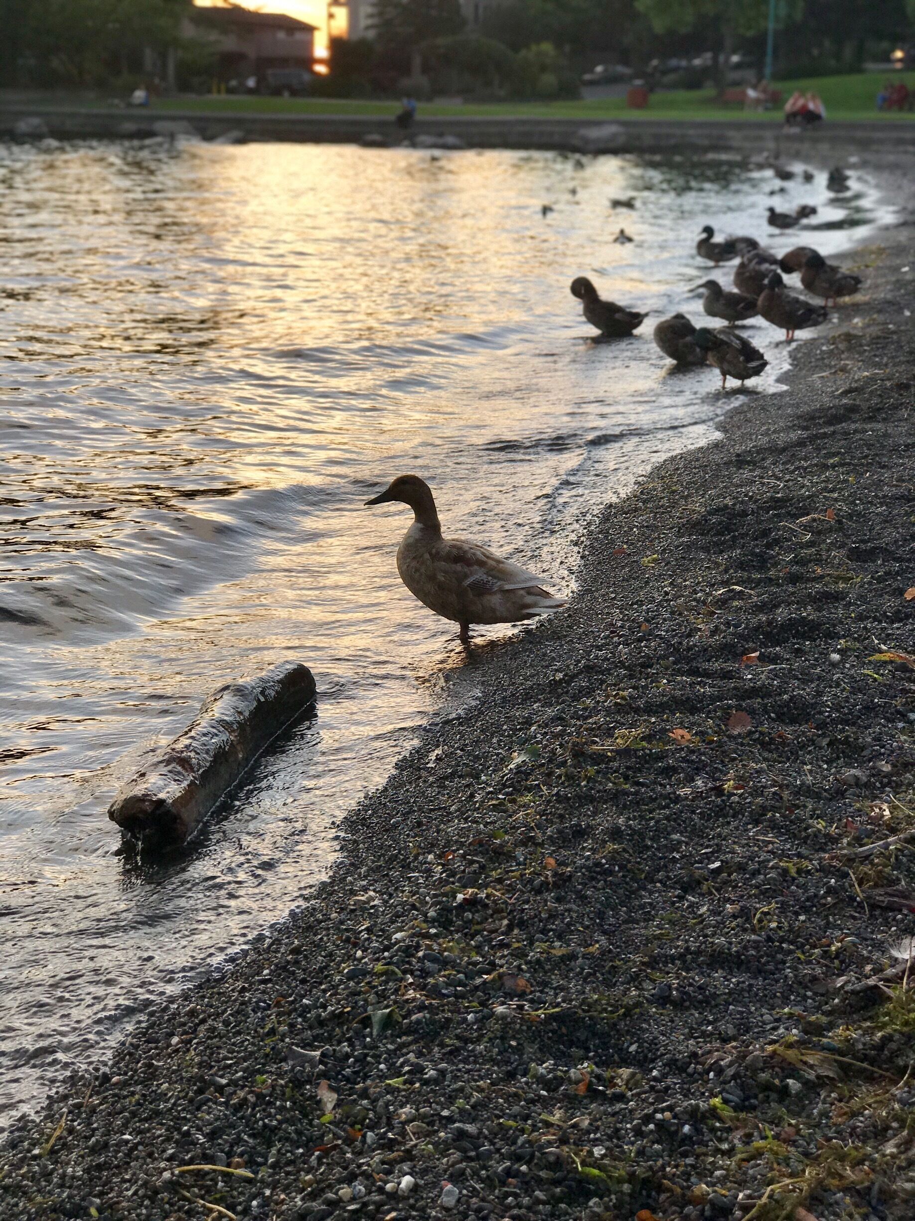 Local beach in Kirkland, WA