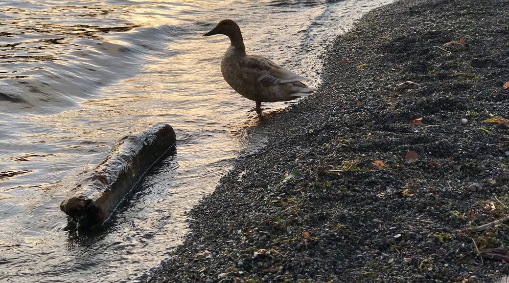 Local beach in Kirkland, WA