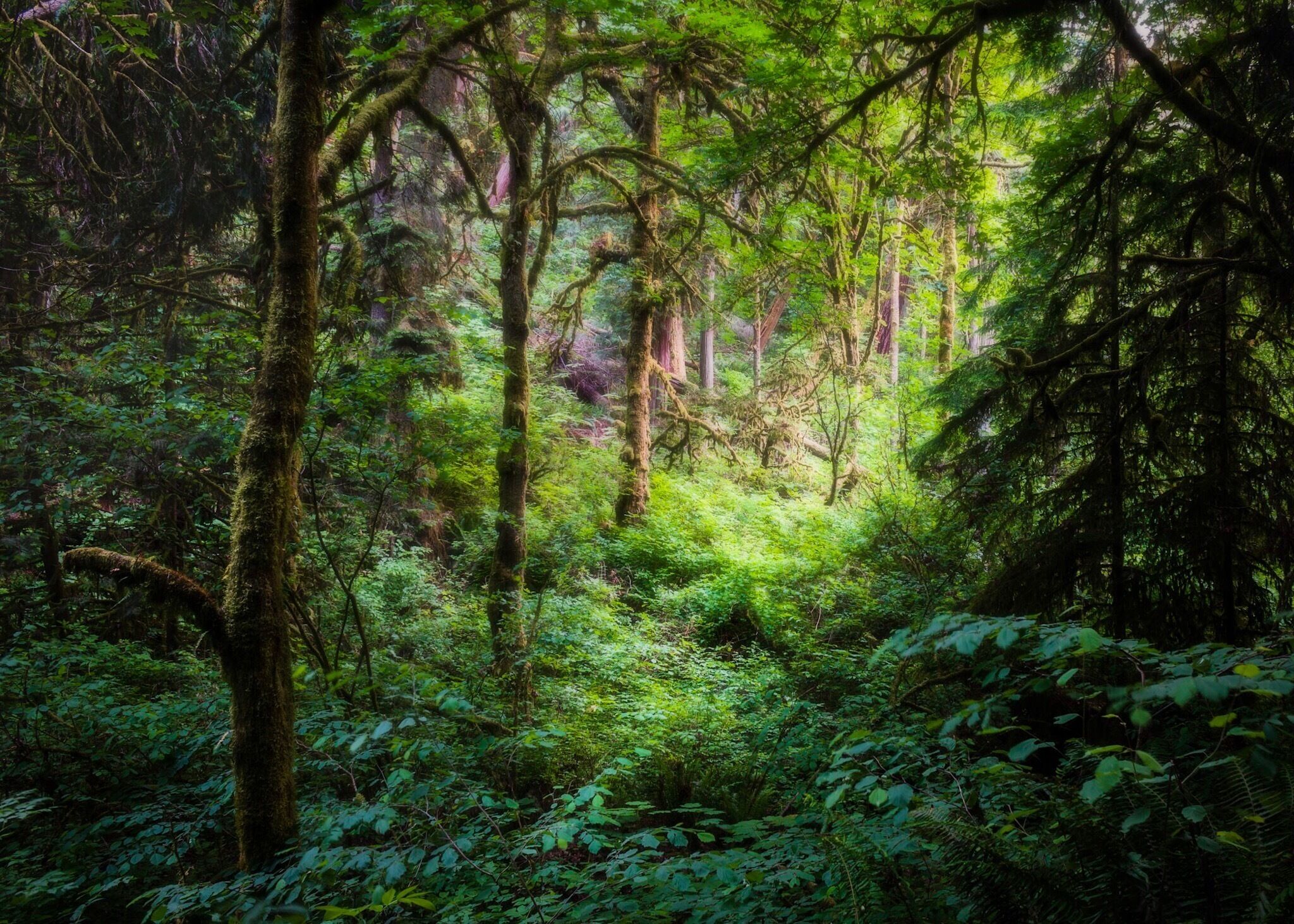 #hiking around #westernwashington 