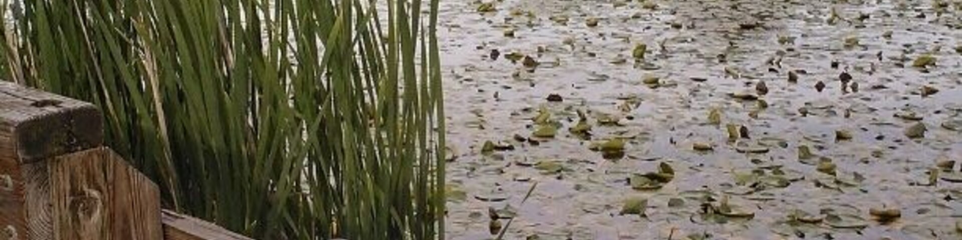 signage at Juanita Bay Park helps visitors identify wildlife (birds, turtles, fish...)
