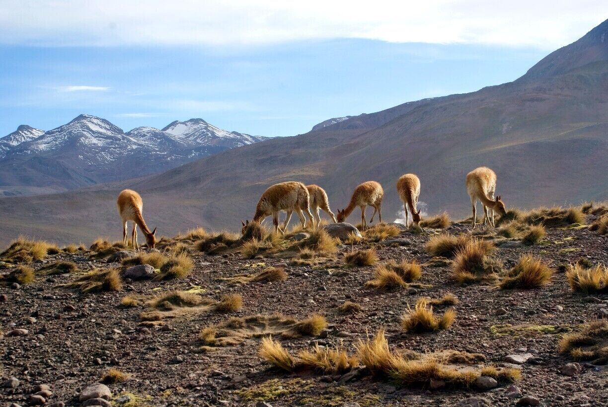 A group of animals grazing on a rocky hillside with mountains in the background.
