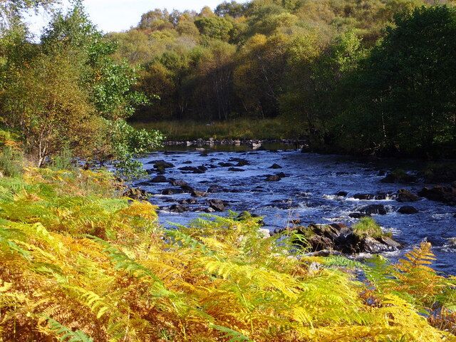 A river with rocks, surrounded by green trees and yellow ferns.