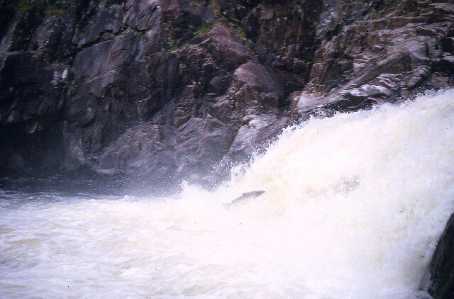 Salmon leap at Shin Falls. Picture taken during the family holiday in the 60s.