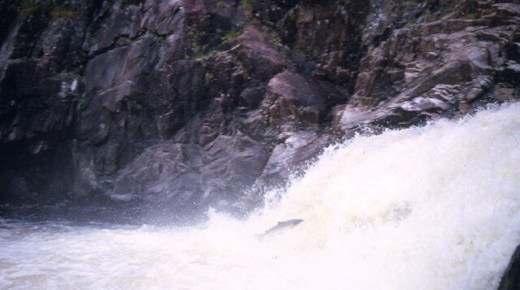 Salmon leap at Shin Falls. Picture taken during the family holiday in the 60s.