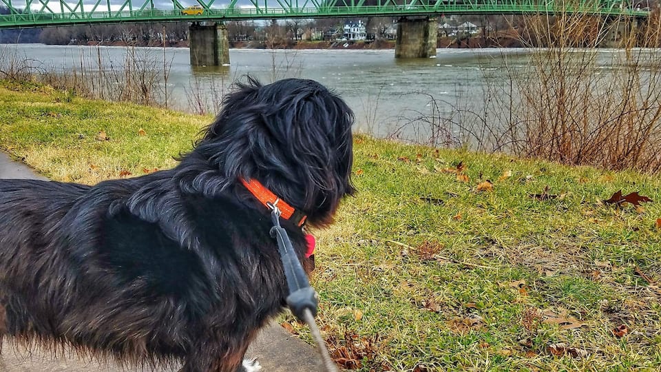 A black dog on a leash by a river with a green bridge in the background.