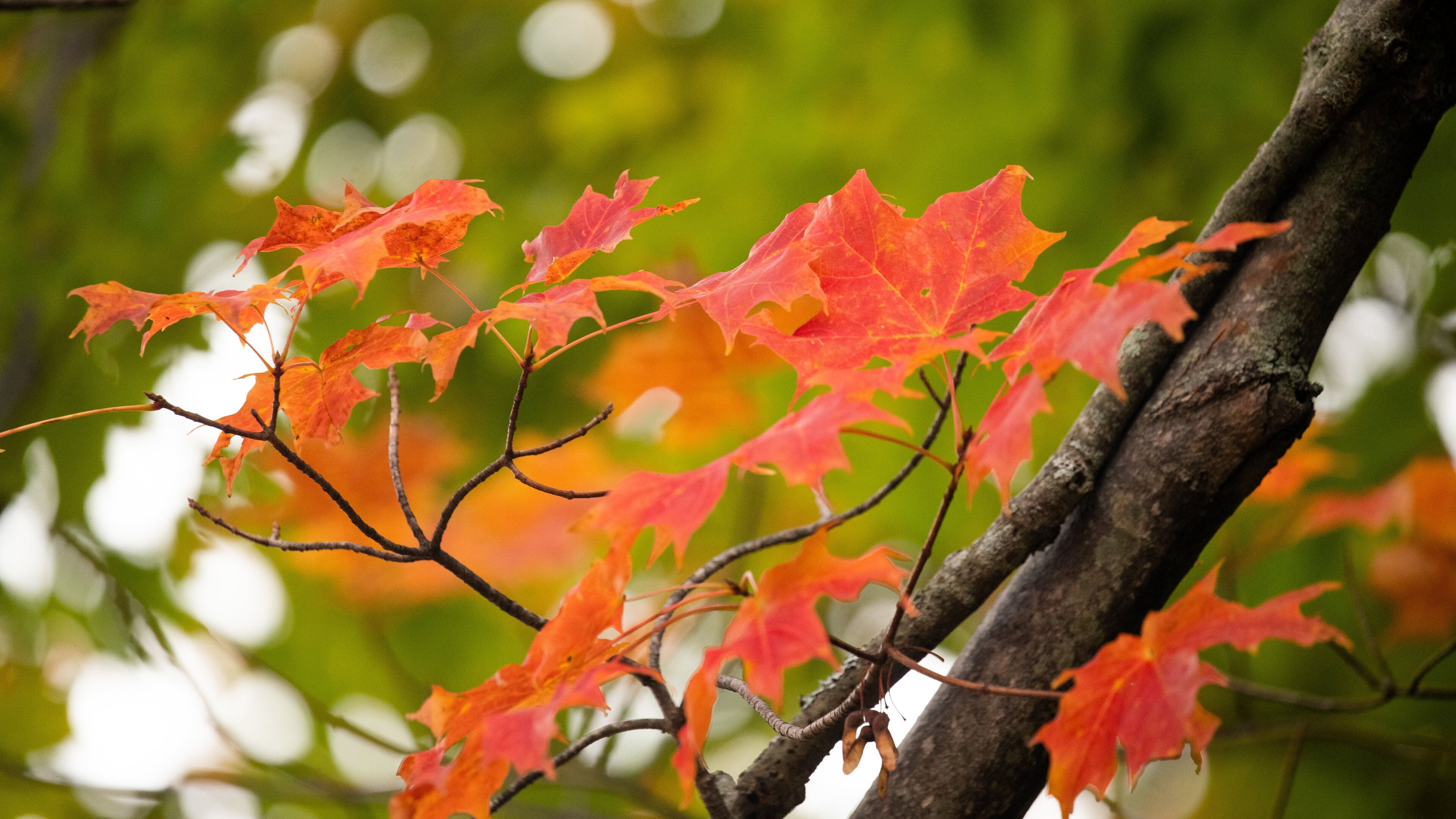 Kittery featuring autumn leaves
