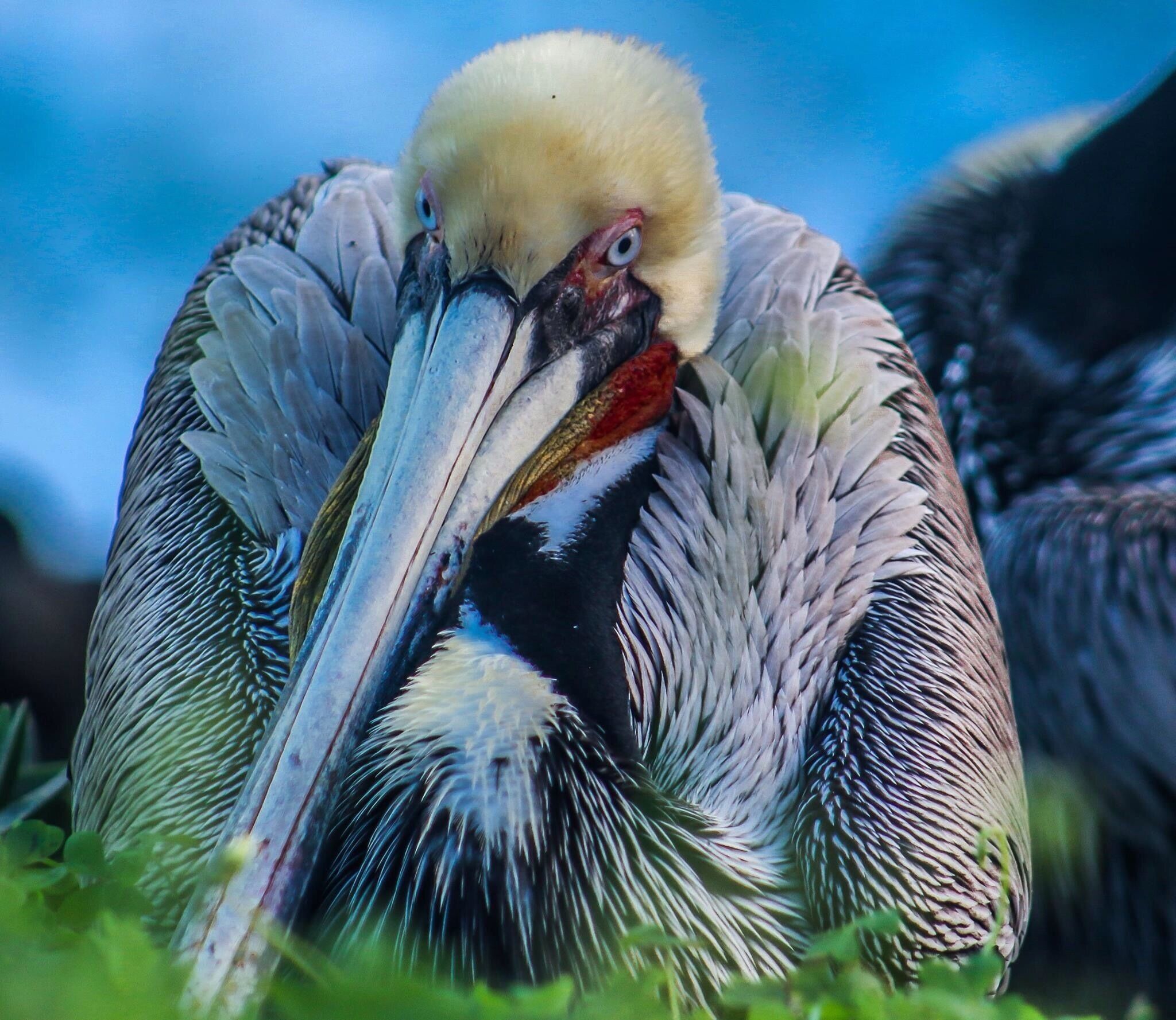 La Jolla cove is an awesome spot to catch site of hundreds of local wildlife including seals, cormorants, and Pelicans. The California Brown Pelicans can be found right next to the sidewalks roosting in La Jolla. December to February the males display a beautiful reddish to Olive green gullet. I love going in the early mornings to see these beauties roosting along the cliff side. They are literally 4ft from the sidewalk. As long as you don't make sudden movements it loud noises, they will happily allow you to take their photos. 😊. While there, you will see their 'neighbors', the Cormorants, mingling amongst the tribe!  The male Cormorants might be seen bringing supplies to the Mrs. to build their nest! Absolutely an awesome 👏🏻 site to behold to see so much wildlife only a few feet away!  