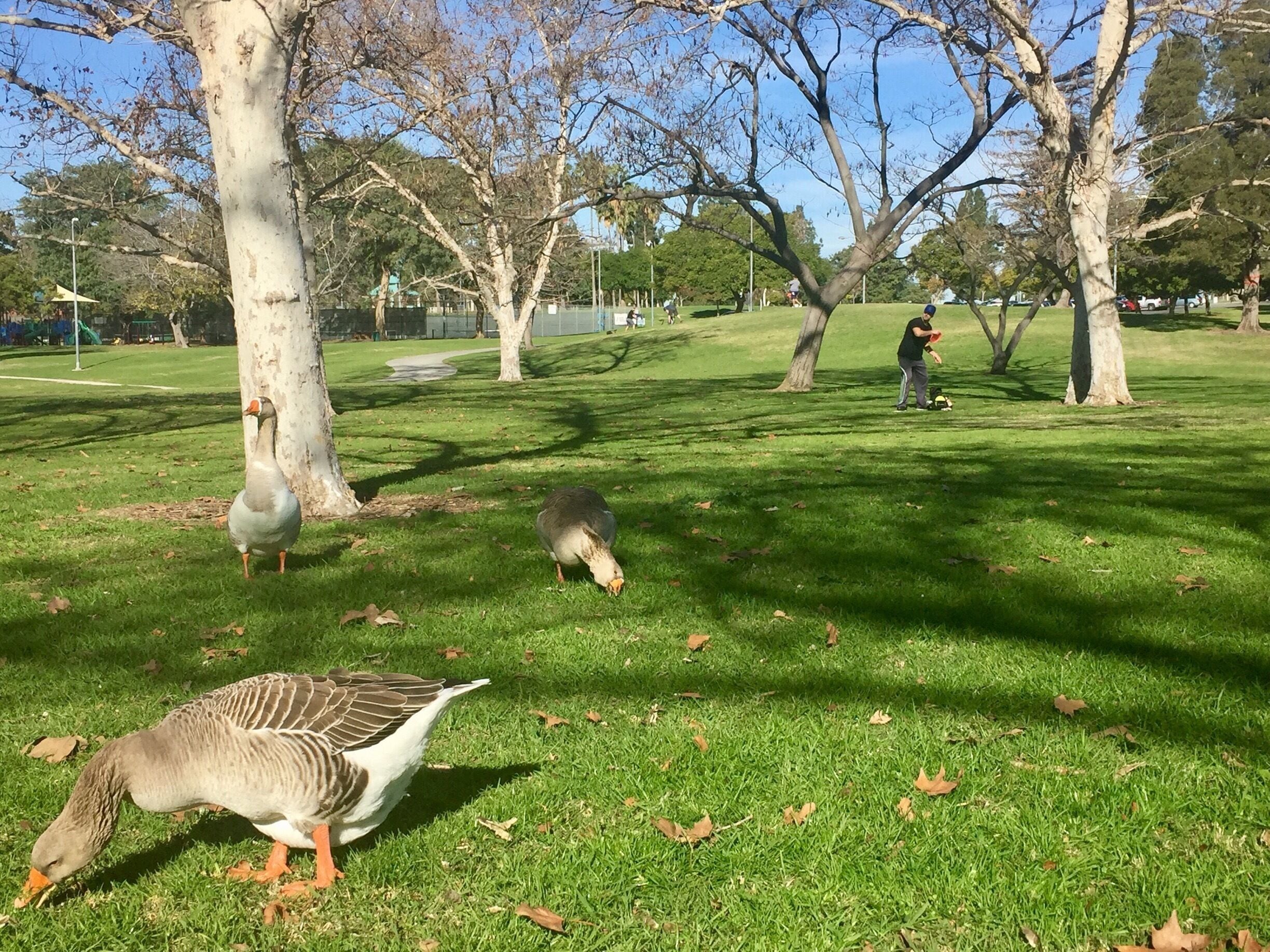 This park has a 36 hole free disc golf course and it's FREE! Geese and lots of birds. So much fun!