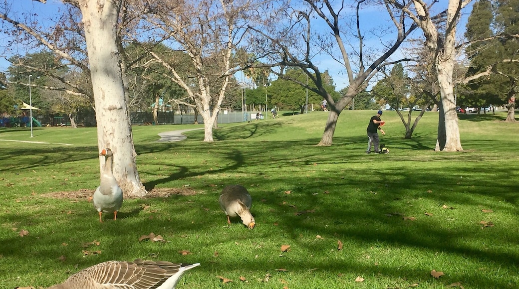 This park has a 36 hole free disc golf course and it's FREE! Geese and lots of birds. So much fun!