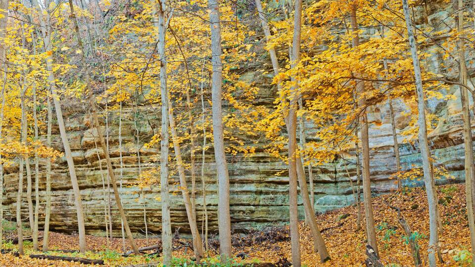 A forest with yellow autumn leaves and a rocky cliff.