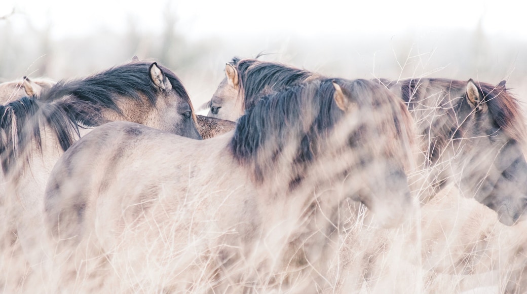 In Oostvaardersplassen you find several kinds of animals, such as these pretty horses!