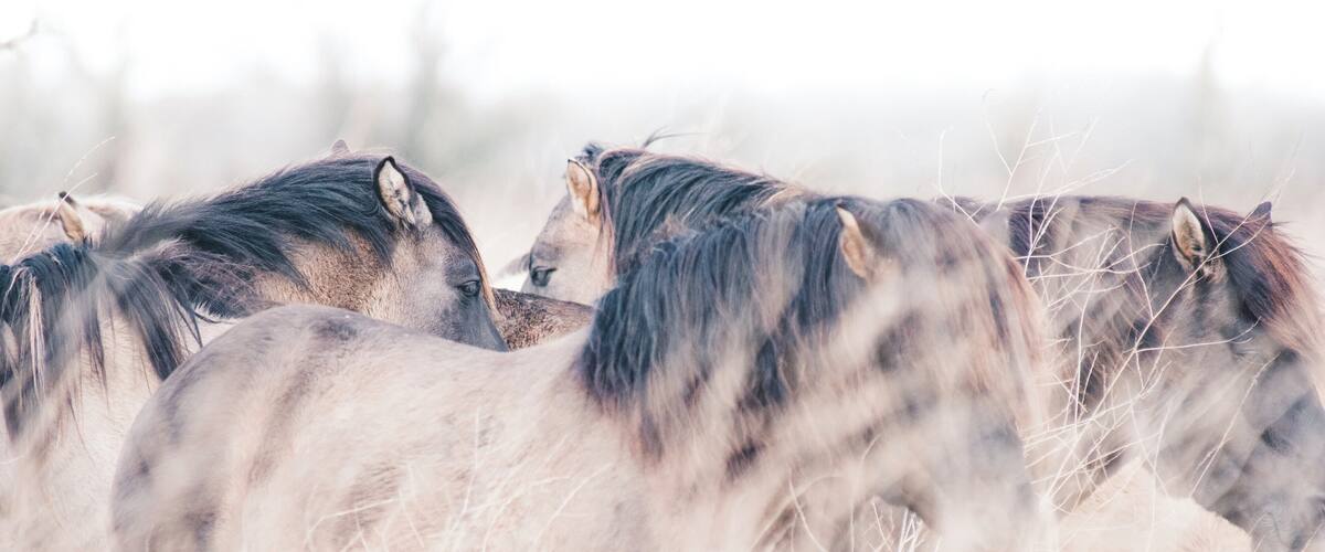 In Oostvaardersplassen you find several kinds of animals, such as these pretty horses!
