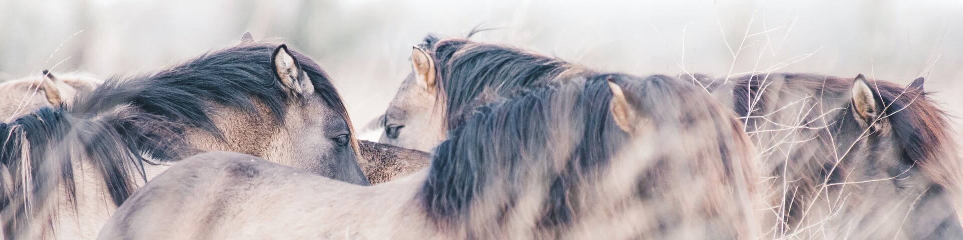 In Oostvaardersplassen you find several kinds of animals, such as these pretty horses!