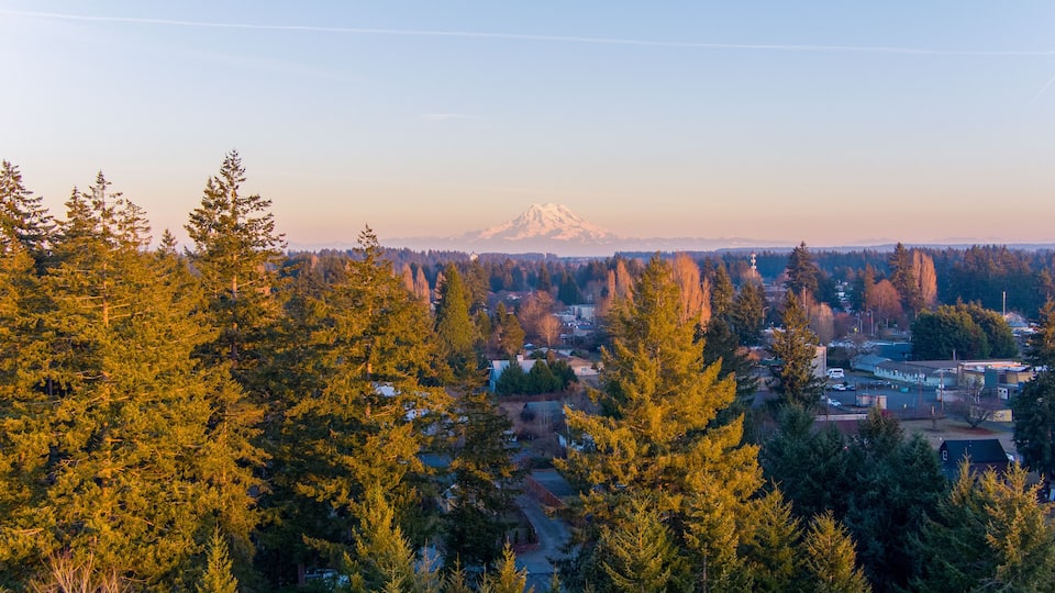 A forested area with a mountain in the distance.