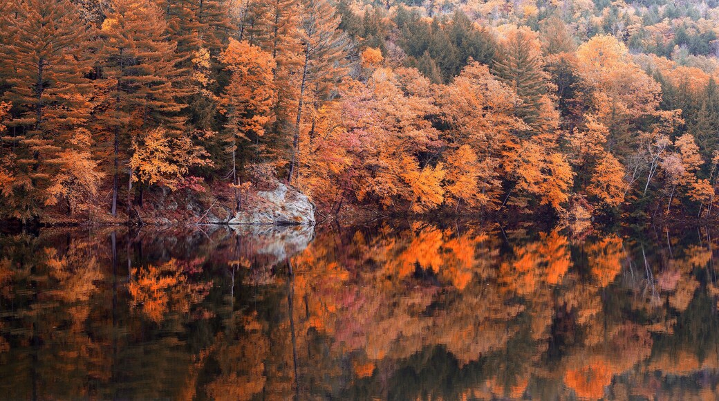 Ein Wald mit Herbstlaub, das sich in einem stillen See spiegelt.