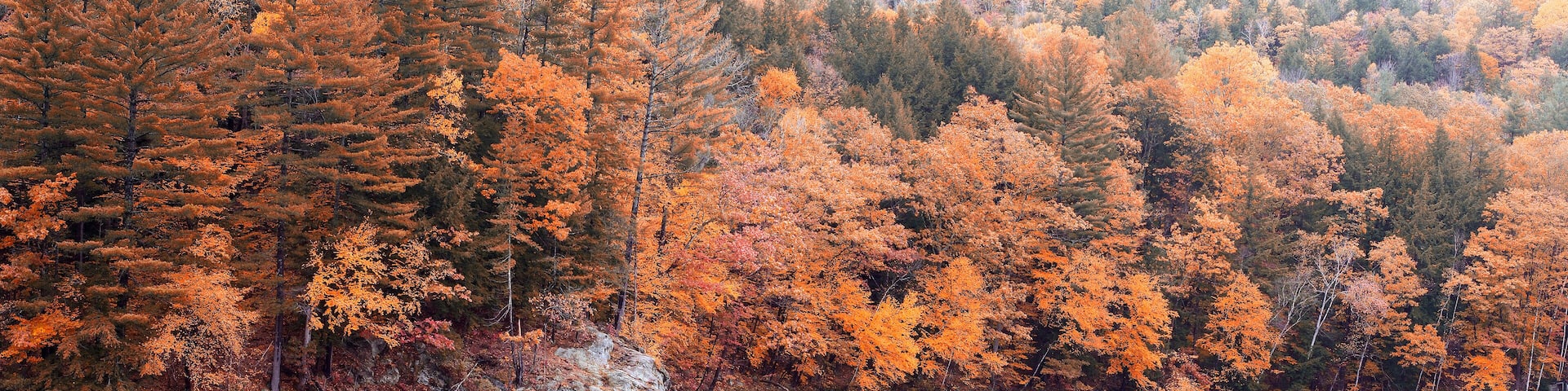 A forest with autumn foliage reflecting in a calm lake.