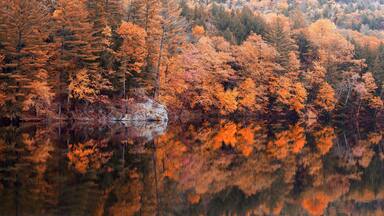 A forest with autumn foliage reflecting in a calm lake.