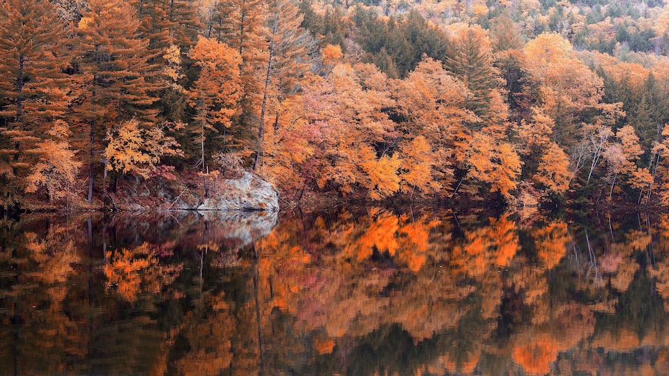 A forest with autumn foliage reflecting in a calm lake.