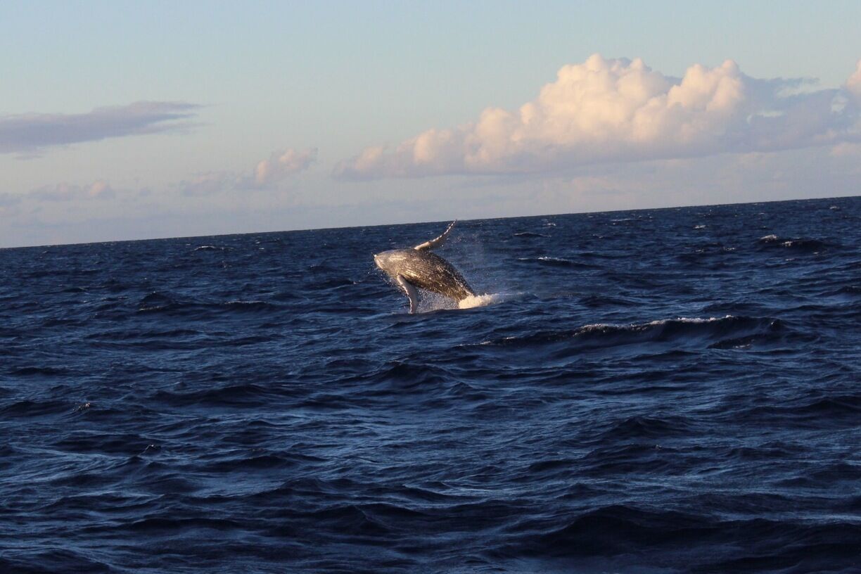 Amazing whale watching trip