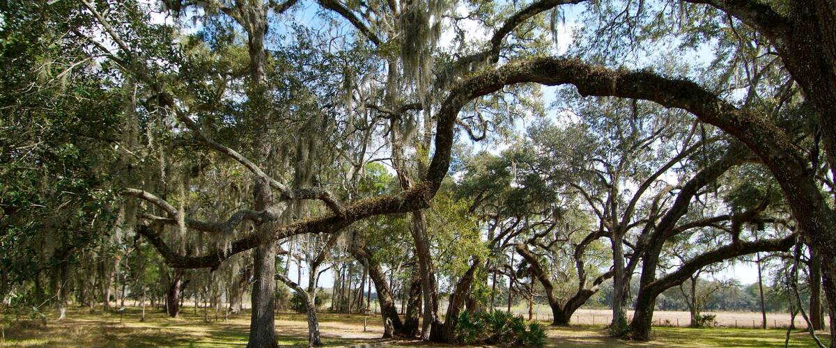 A park with large trees, a wooden fence, and a grassy area.