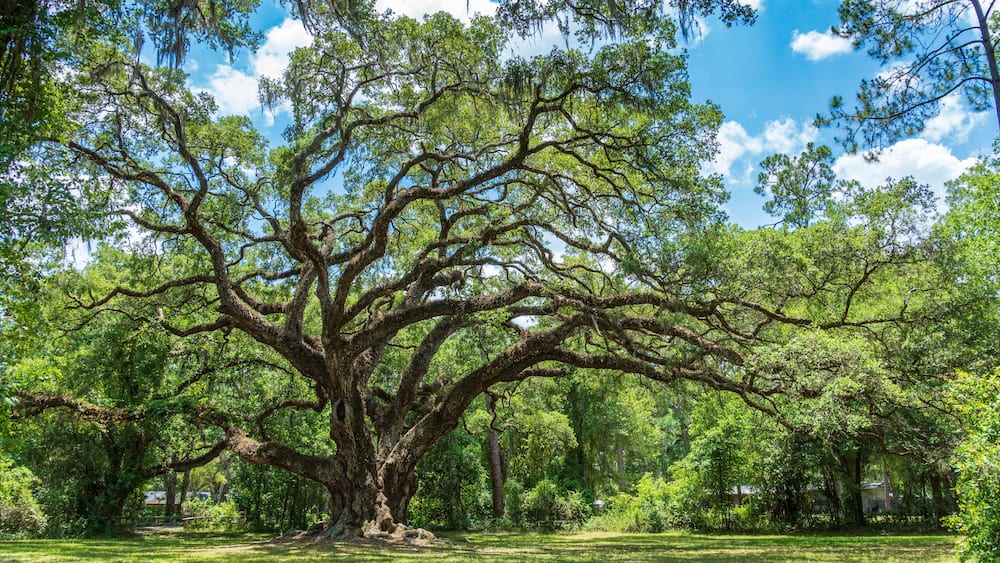 Large southern live oak tree (Quercus virginiana) estimated to be over 300 years old - Dade Battlefield Historic State Park, Bushnell, Florida, USA