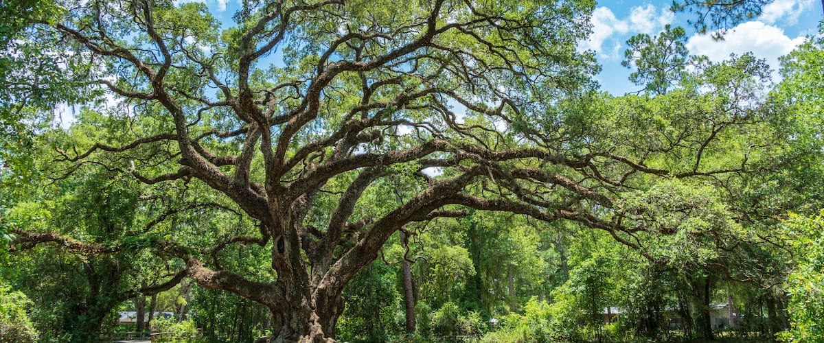 Large southern live oak tree (Quercus virginiana) estimated to be over 300 years old - Dade Battlefield Historic State Park, Bushnell, Florida, USA