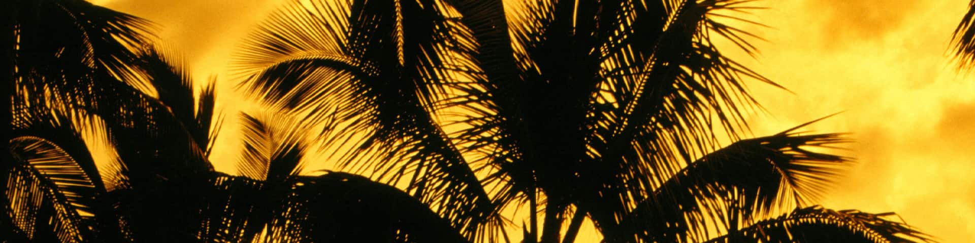 Palm Trees at Chinaman's Hat Bay, Hawaii