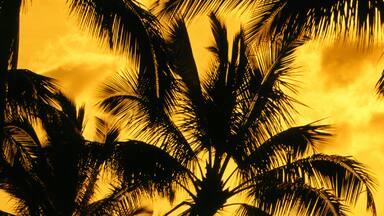 Palm Trees at Chinaman's Hat Bay, Hawaii