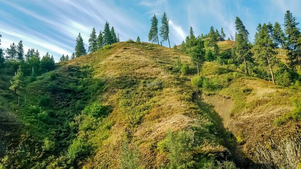A hillside with dense forest and a small stream.