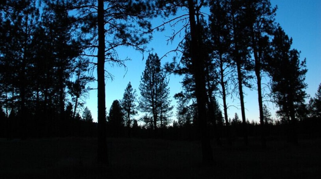 Some awesome, isolated camping in the Whitman Forest of northeast Oregon. Towards the end of the night, since we couldn't make a campfire due to a burn ban, we broke out our cameras and took night shots.