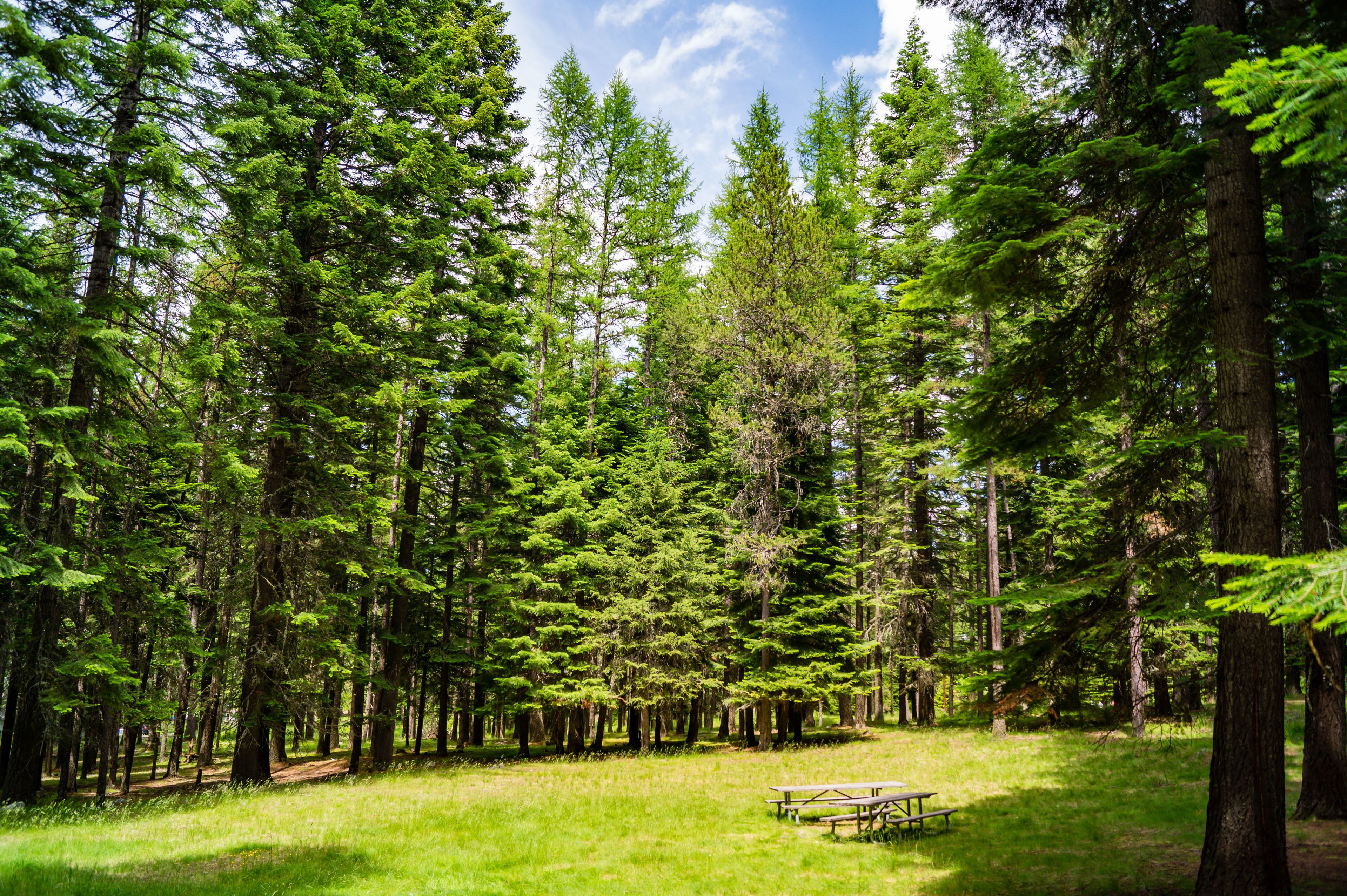 A forest with tall evergreen trees and a picnic table in the middle.