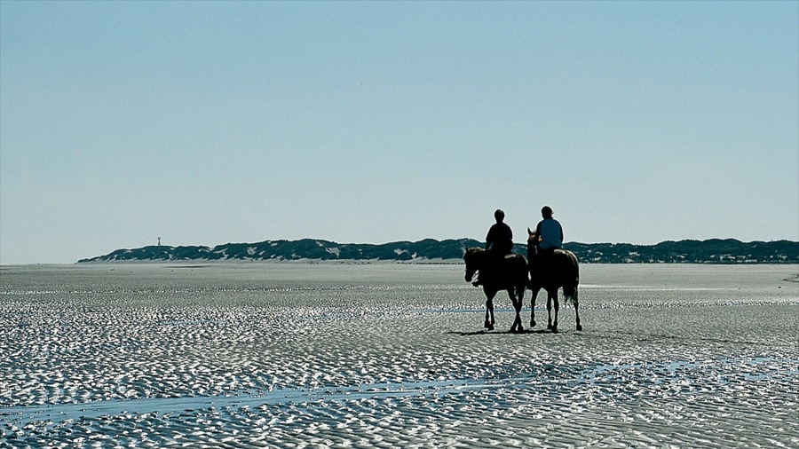 Langeoog featuring a beach, horseriding and landscape views