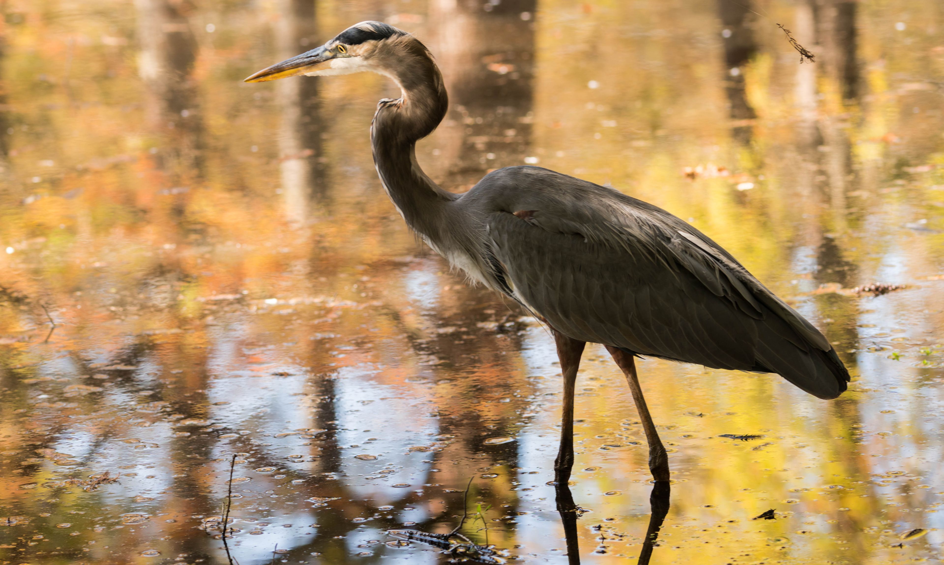 a great blue heron in a South Carolina swamp during fall