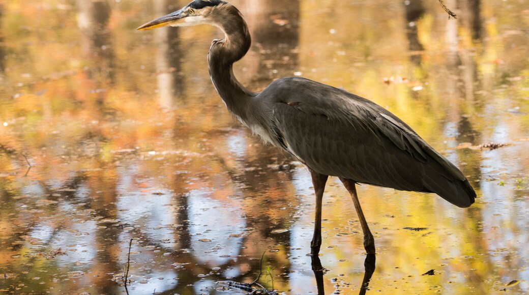 a great blue heron in a South Carolina swamp during fall