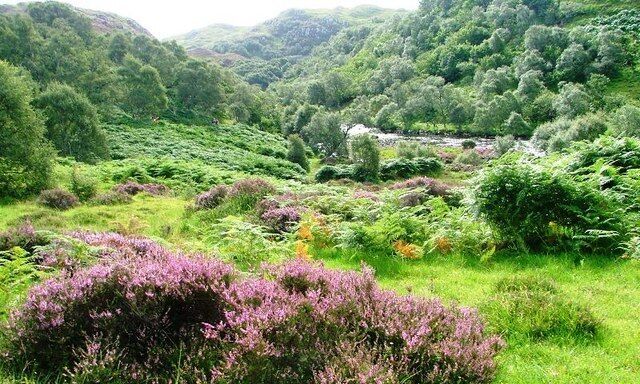 A lush green valley with purple heather and dense forested hills.