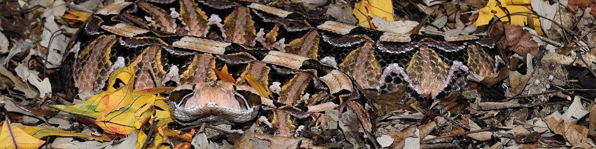 The magnificent gaboon viper that is found today in very few locations. This snake has a head the size of a baseball with the longest fangs of any snake reaching 2 inches in length. As you can see they blend in perfectly with their surroundings. This is a very thick bodied snake that looks like a fire hose.