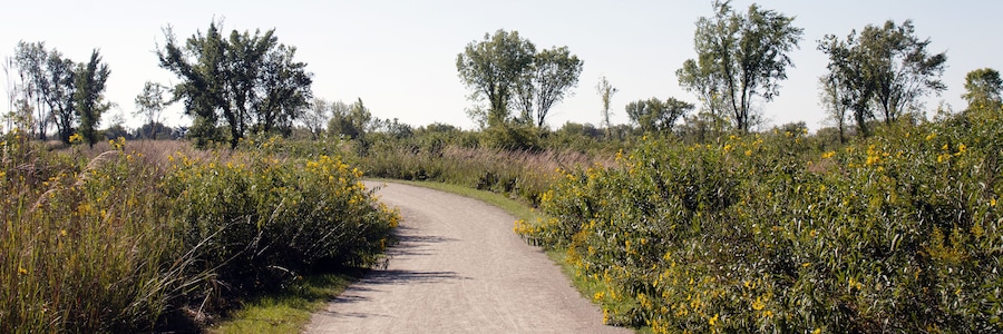 Ultra-wide panorama of native trees and sunflowers along the recreational trail in autumn at Cuba Marsh Forest Preserve in Lake County, Illinois