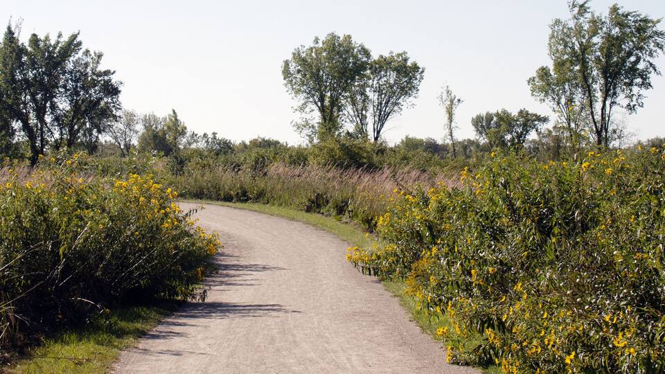 A dirt path winding through a field of yellow flowers and green shrubs.