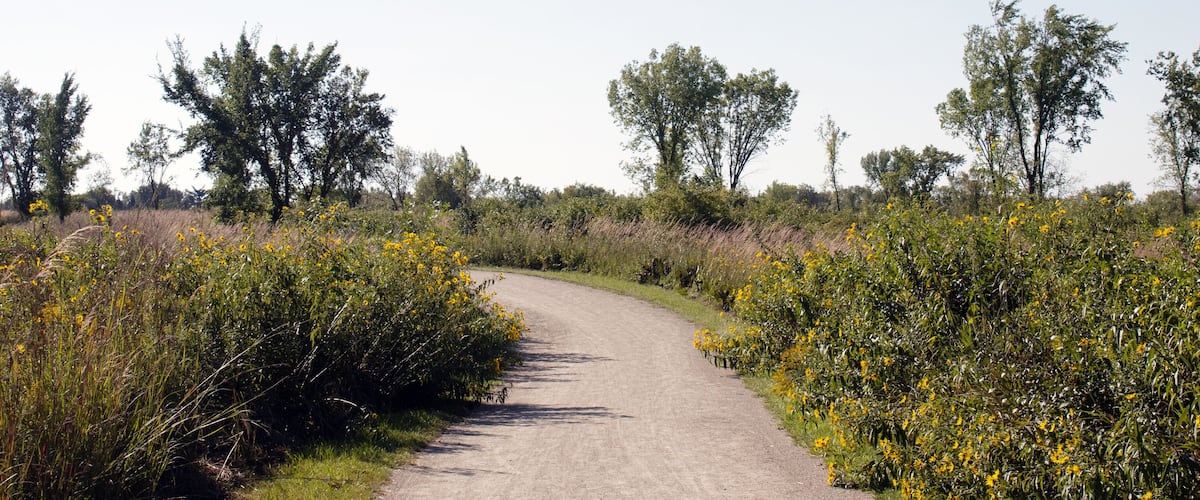 A dirt path winding through a field of yellow flowers and green shrubs.