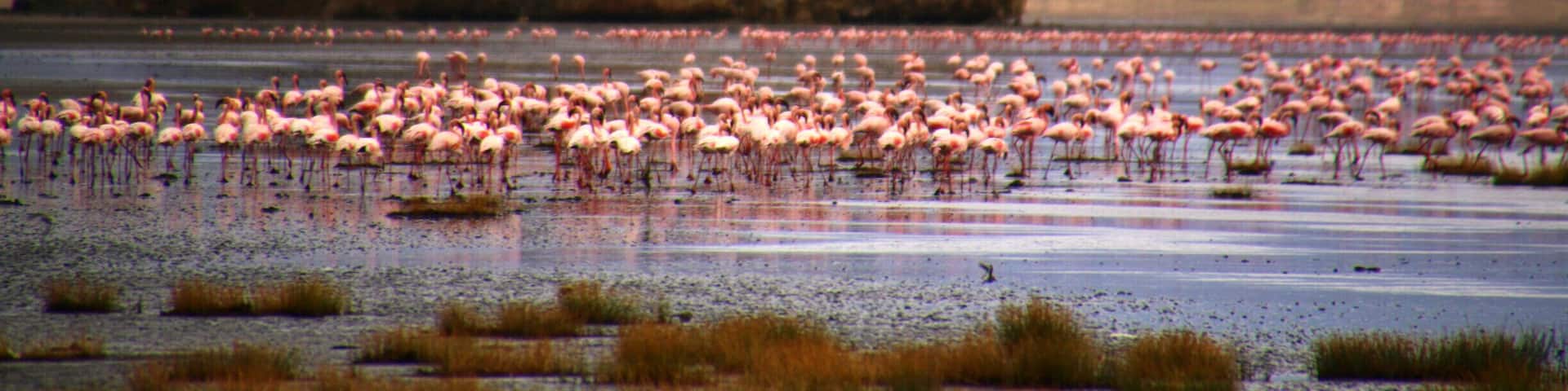 Seventy-five percent of the world's lesser flamingos are born on Lake Natron. Lake Natron is an alkaline lake in the Arusha Region of northern Tanzania. High levels of evaporation have left behind natron (sodium carbonate decahydrate) hence the name. The alkalinity of the lake can reach a pH of greater than 12 and temperatures at the lake are frequently above 40 °C (104 °F). #Africa #Tanzania #lake