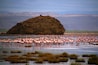 Seventy-five percent of the world's lesser flamingos are born on Lake Natron. Lake Natron is an alkaline lake in the Arusha Region of northern Tanzania. High levels of evaporation have left behind natron (sodium carbonate decahydrate) hence the name. The alkalinity of the lake can reach a pH of greater than 12 and temperatures at the lake are frequently above 40 °C (104 °F). #Africa #Tanzania #lake