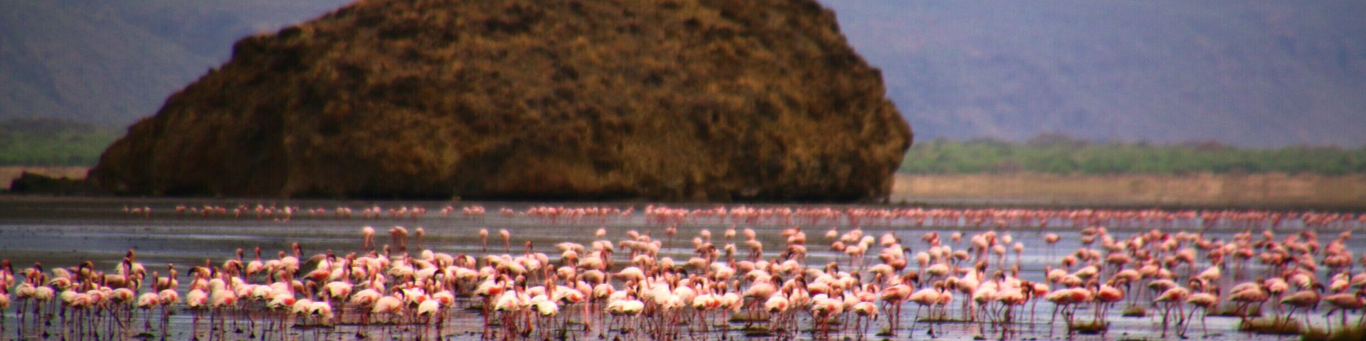 Seventy-five percent of the world's lesser flamingos are born on Lake Natron. Lake Natron is an alkaline lake in the Arusha Region of northern Tanzania. High levels of evaporation have left behind natron (sodium carbonate decahydrate) hence the name. The alkalinity of the lake can reach a pH of greater than 12 and temperatures at the lake are frequently above 40 °C (104 °F). #Africa #Tanzania #lake